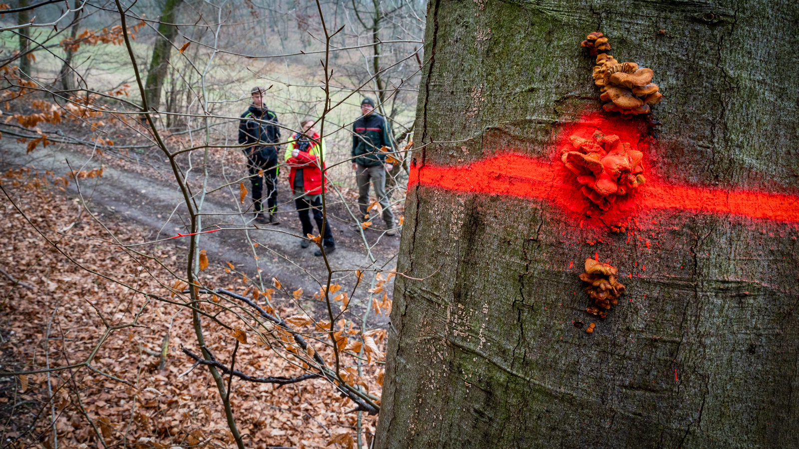 Niedersächsische Landesforsten sperren L484 bei Grünenplan für Verkehrssicherungsarbeiten