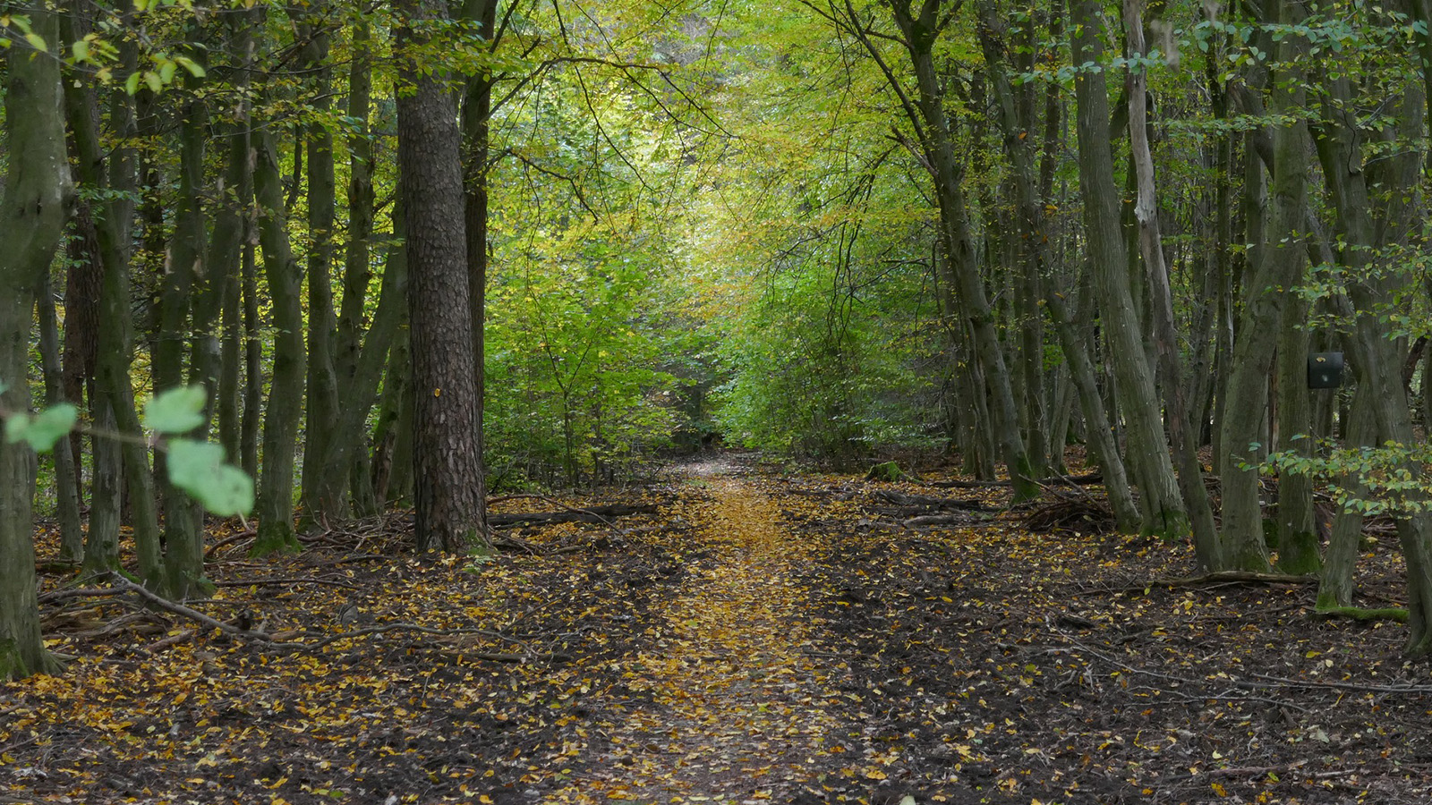 FC Herta Lütgenade/Warbsen lädt erstmals zum Burgberg-Wander- und Walkingtag ein